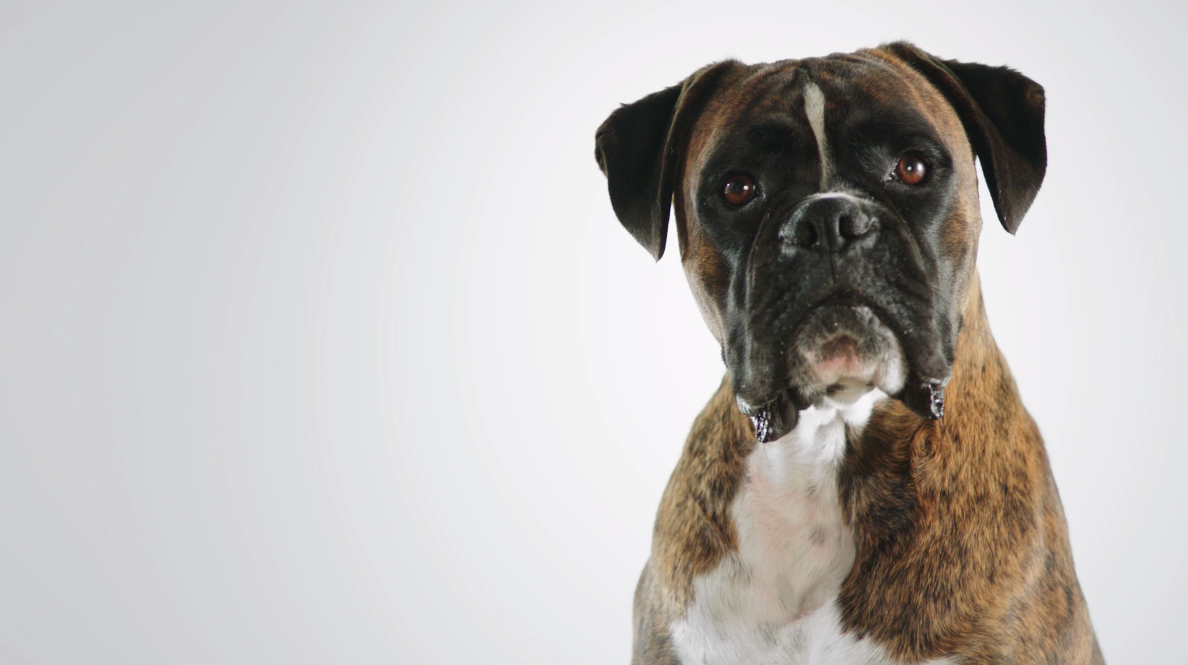 Buddy Dog_v06