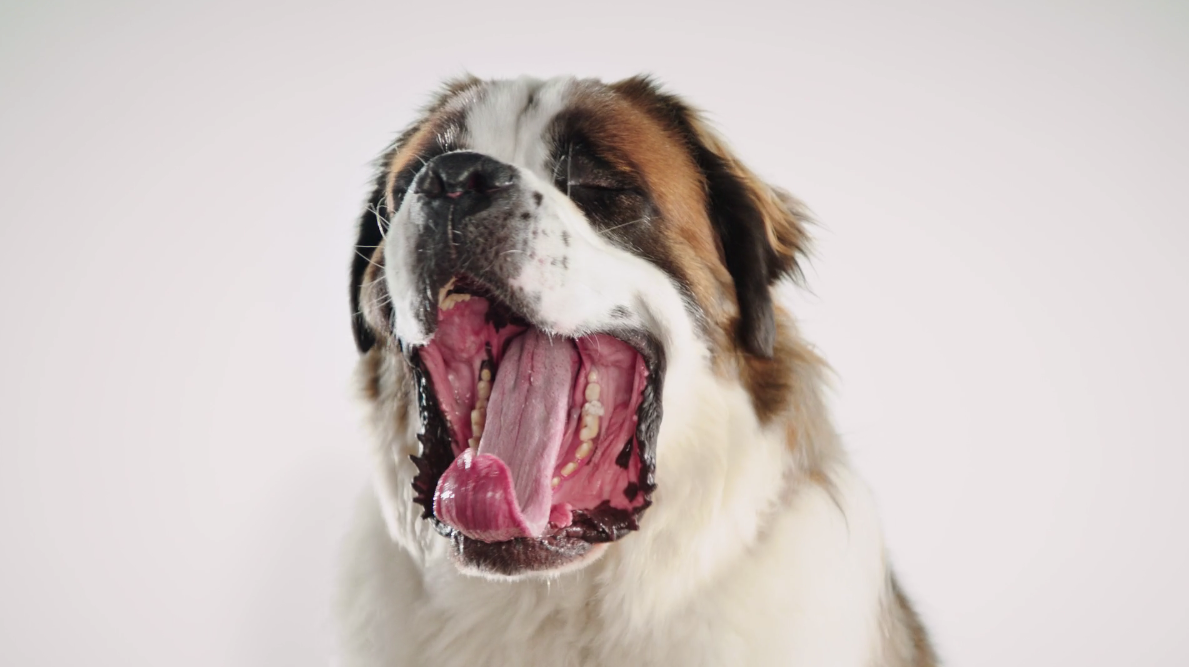 Overtime Dog_v06