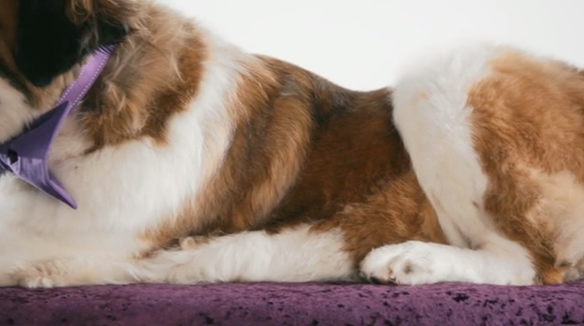 Waredrobe Dog_v06